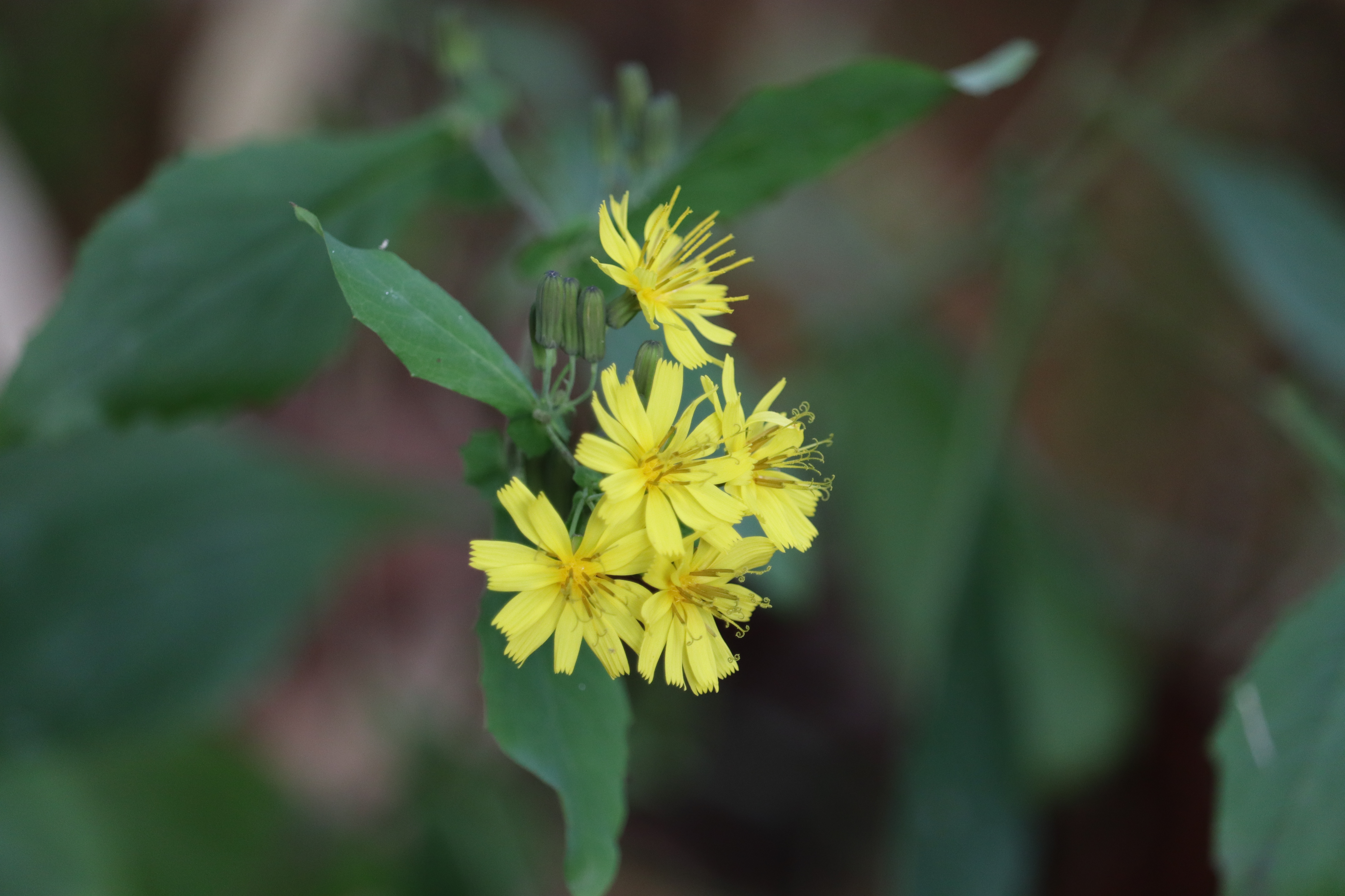 椿ファームの農地風景