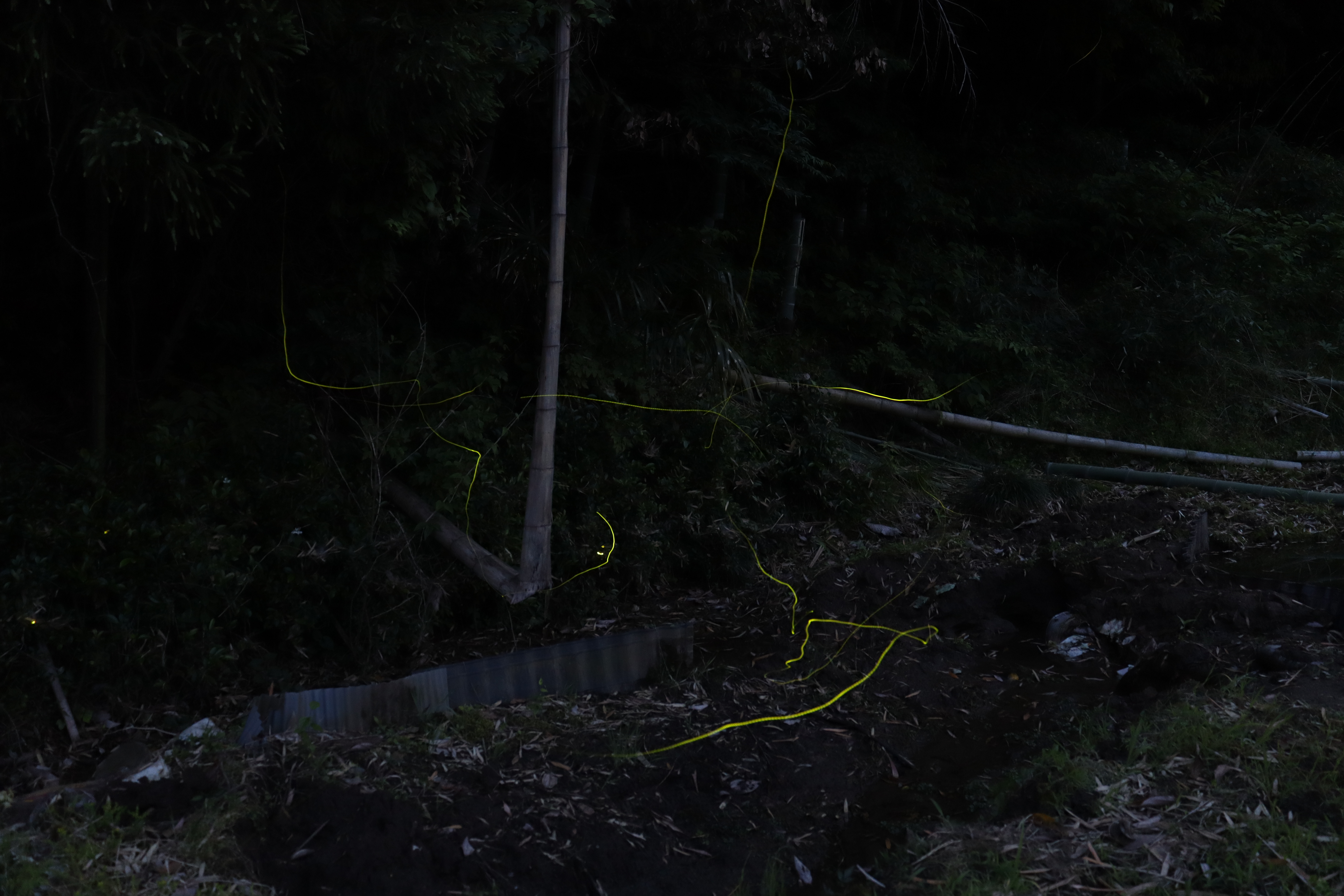 ゲンジボタルの軌跡